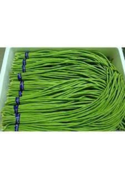 Eko Paket 15 Adet Tohum İthal Uzun Çin Fasulyesi Tohumu Fasülye Tohumu modelleri