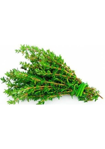 Organik Kekik Tohumu Aromatik Dağ Kekiği Tohumu 20 Adet Tohum