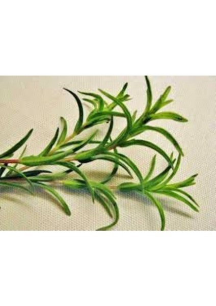 Organik Kekik Tohumu Aromatik Dağ Kekiği Tohumu 20 Adet Tohum fiyatları