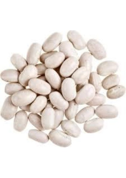 500 Adet Tohum Beyaz Fasulye Tohumu