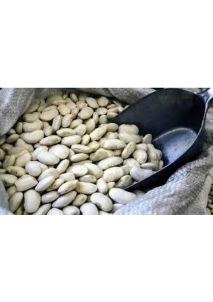 500 Adet Tohum Beyaz Fasulye Tohumu modelleri