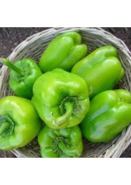 100 Adet Tohum Süper Paket Beyaz Tatlı Dolmalık Biber Dolma Biber Tohumu Sürpriz Hediye Tohum fiyatları