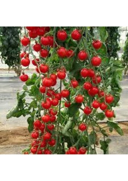 100 Adet Tohum Süper Paket Sırık Domates Tohumu Sırık Domates Süpriz Hediye Sebze Tohum fiyatları