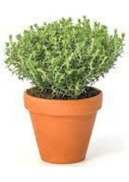 Aromatik Dağ Kekiği Tohumu Kekik Tohumu 20 Adet Tohum fiyatları