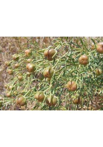 50 Adet Üzerlik Otu Tohumu Nazarlık Otu Tohumu Nazara Karşı Şifalı Oldu Bilinen Bitki fiyatları