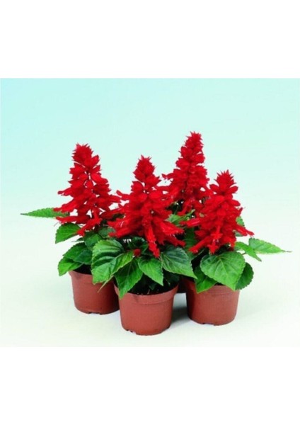 Karışık Ateş Çiçeği Tohumu 5 Adet Tohum