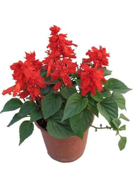 Karışık Ateş Çiçeği Tohumu 5 Adet Tohum fiyatları