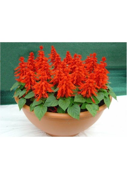 Karışık Ateş Çiçeği Tohumu 5 Adet Tohum modelleri