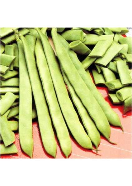 Meşhur Kılçıksız Alman Ayşe Kadın Fasulye Eko Paket 250 Adet Tohum