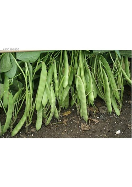 Meşhur Kılçıksız Alman Ayşe Kadın Fasulye Eko Paket 250 Adet Tohum fiyatları