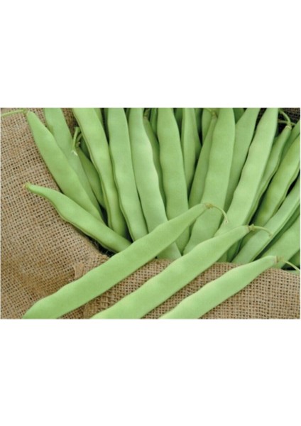 Meşhur Kılçıksız Alman Ayşe Kadın Fasulye Eko Paket 250 Adet Tohum modelleri