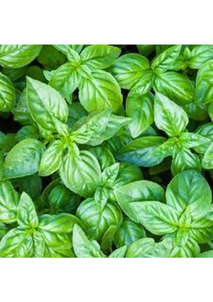 Yeşil Yapraklı Mis Kokulu Fesleğen Çiçeği Tohumu 15 Adet fiyatları