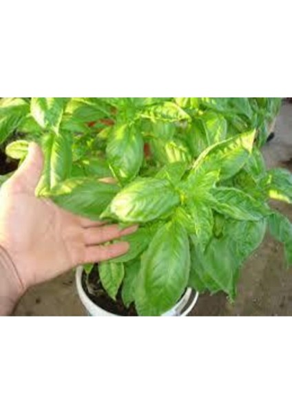 Yeşil Yapraklı Mis Kokulu Fesleğen Çiçeği Tohumu 15 Adet modelleri