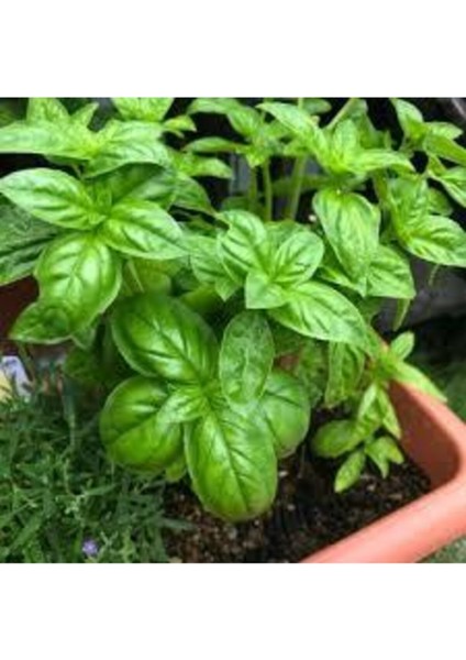 Yeşil Yapraklı Mis Kokulu Fesleğen Çiçeği Tohumu 15 Adet fırsatları