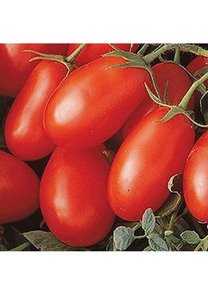 Çeri Domates Tohumu Minik Domates Tohumu 10 Tohum + Saksı + Toprak