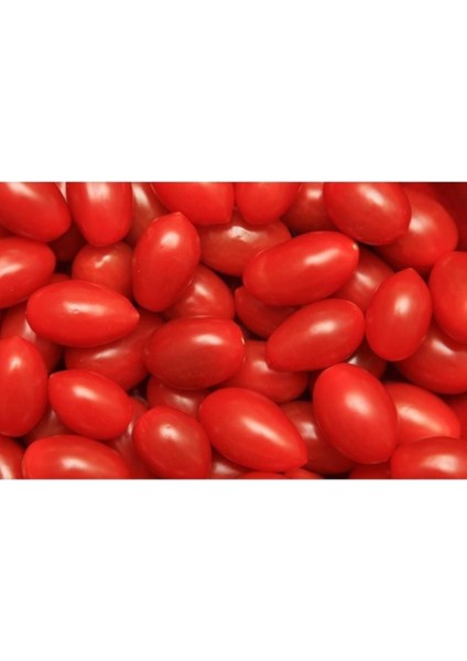 Çeri Domates Tohumu Minik Domates Tohumu 10 Tohum + Saksı + Toprak modelleri