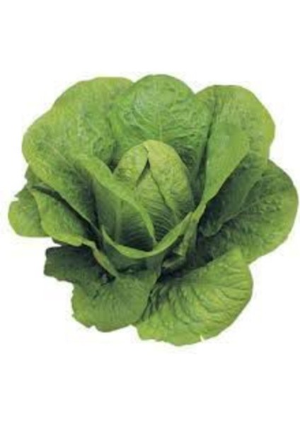 100 Adet Tohum Organik Yedikule Marul Tohumu Yedikule Marulu Göbekli Marul