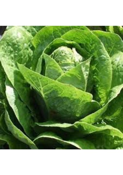 100 Adet Tohum Organik Yedikule Marul Tohumu Yedikule Marulu Göbekli Marul fiyatları