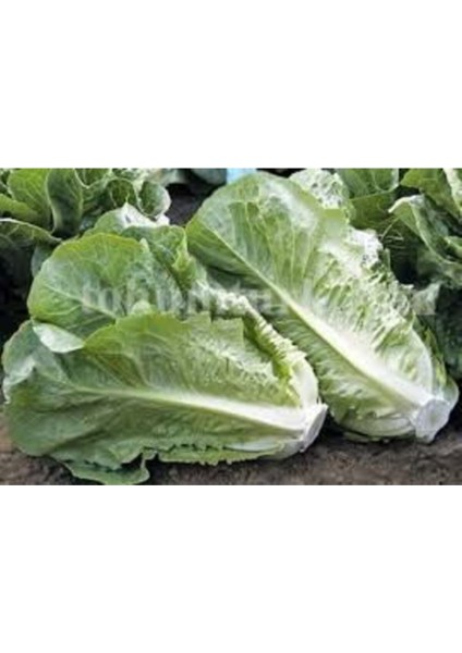 100 Adet Tohum Organik Yedikule Marul Tohumu Yedikule Marulu Göbekli Marul modelleri