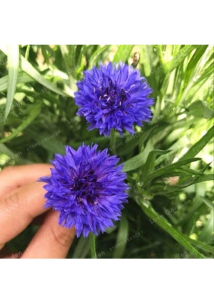 Mavi Kantoron Kantaron Çiçeği Tohumu 5 Adet Peygamber Çiçeği Tohumu + Saksı Toprak fiyatları