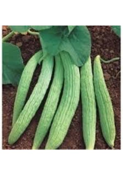 15 Adet Organik Acur Tohumu