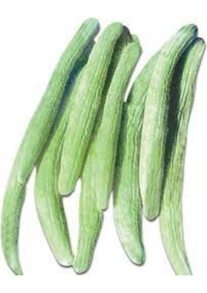 15 Adet Organik Acur Tohumu fiyatları