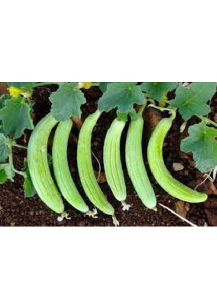 15 Adet Organik Acur Tohumu modelleri