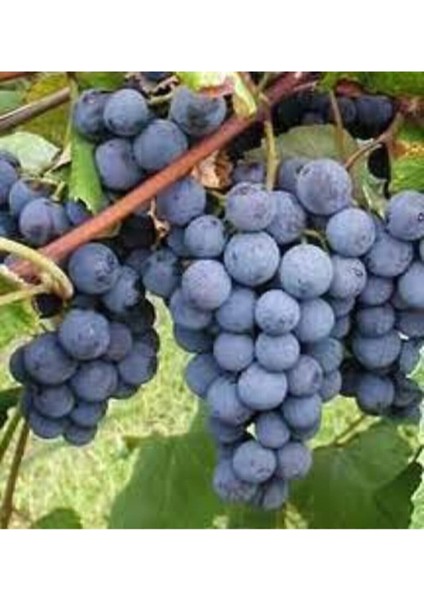 20 Adet Tohum Siyah Üzüm Black Magic Asma Ağacı Tohumu Sürpriz Hediye Bonsai Ağacı Tohumu