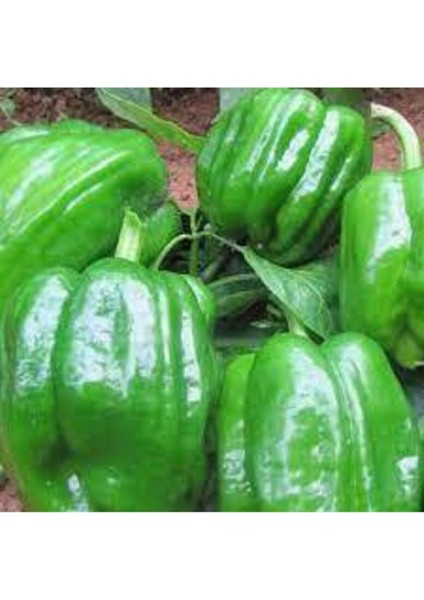 100 Adet Tohum Eko Paket Dolmalık Meşhur Antep Biberi Tohumu fiyatları