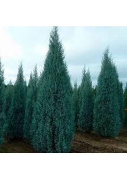 5 Adet Tohum Nadir Mavi Selvi Ağacı Tohumu Saksı Toprak Hediyemizdir