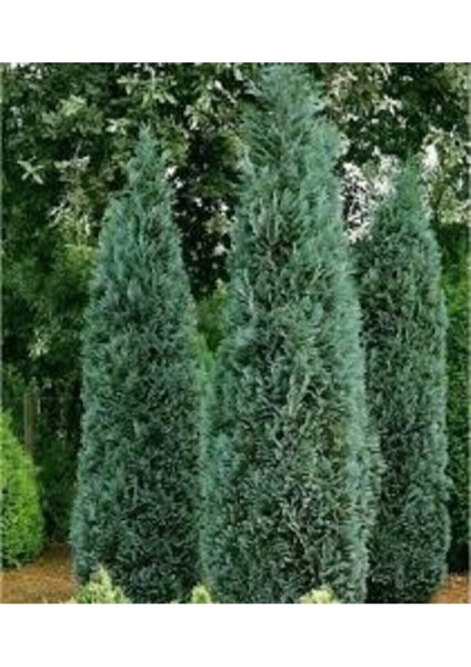 5 Adet Tohum Nadir Mavi Selvi Ağacı Tohumu Saksı Toprak Hediyemizdir fiyatları