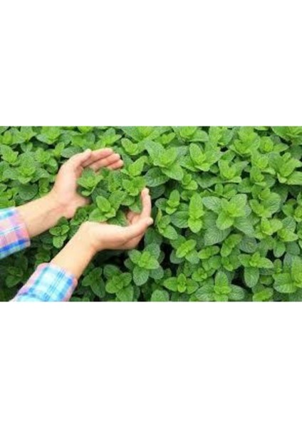 100 Adet Tohum Geleneksel Yediveren Nane Tohumu Sebze Tohumu