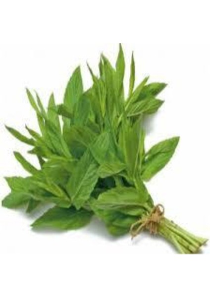 100 Adet Tohum Geleneksel Yediveren Nane Tohumu Sebze Tohumu fiyatları