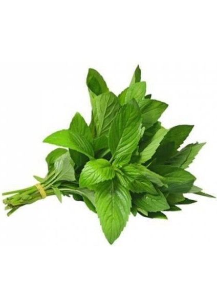 100 Adet Tohum Geleneksel Yediveren Nane Tohumu Sebze Tohumu modelleri