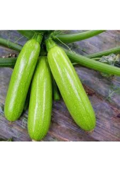 10 Adet Sakız Kabak Tohumu