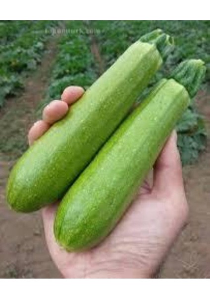 10 Adet Sakız Kabak Tohumu fiyatları