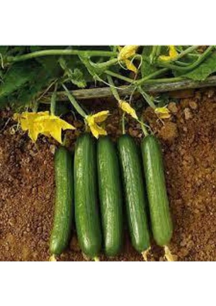 10 Adet Badem Salatalık Köy Salatalığı Tohumu Bol Verimli ve Hediye Tohumlu