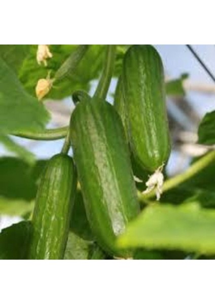 10 Adet Badem Salatalık Köy Salatalığı Tohumu Bol Verimli ve Hediye Tohumlu fiyatları