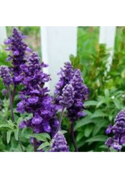 10 Adet Mor Adaçayı Çiçeği Tohumu