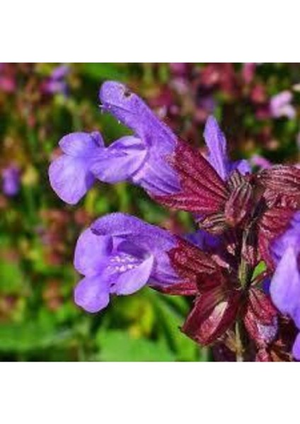 10 Adet Mor Adaçayı Çiçeği Tohumu fiyatları