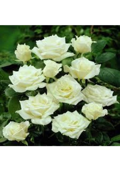 5 Adet Tohum Nadir Beyaz Gül Tohumu Beyaz Güller Saksı Toprak Hediyemizdir modelleri