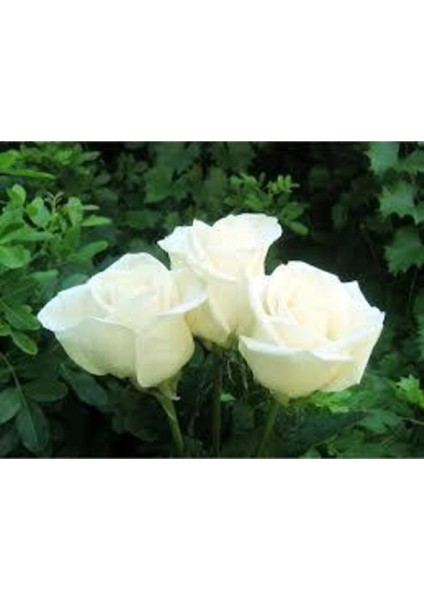 5 Adet Tohum Nadir Beyaz Gül Tohumu Beyaz Güller Saksı Toprak Hediyemizdir fırsatları