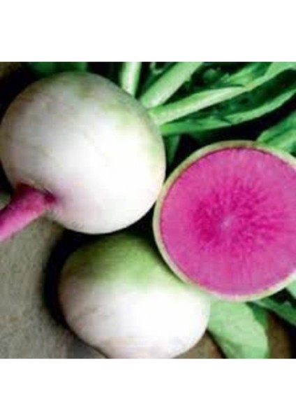 Turp Tohumu 50 Adet Tohum Içi Kırmızı Çin Turpu Tohumu fiyatları