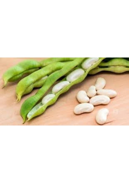 500 Adet Tohum Beyaz Fasulye Tohumu Kuru Fasulye Tohumu