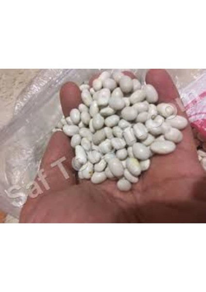 500 Adet Tohum Beyaz Fasulye Tohumu Kuru Fasulye Tohumu modelleri