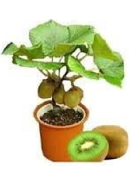 5 Adet Tohum Bodur Kivi Bonsai Ağacı Tohumu + Saksı Toprak