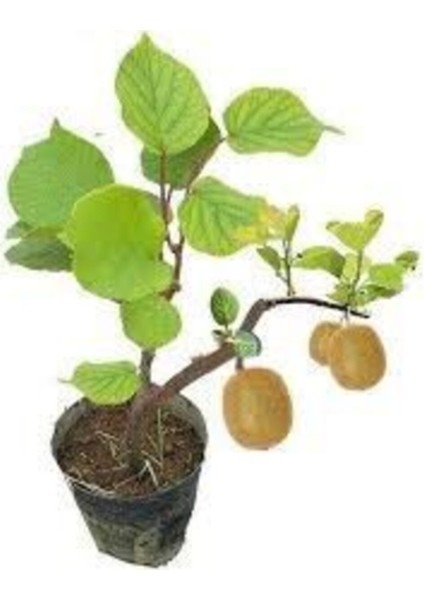 5 Adet Tohum Bodur Kivi Bonsai Ağacı Tohumu + Saksı Toprak fiyatları