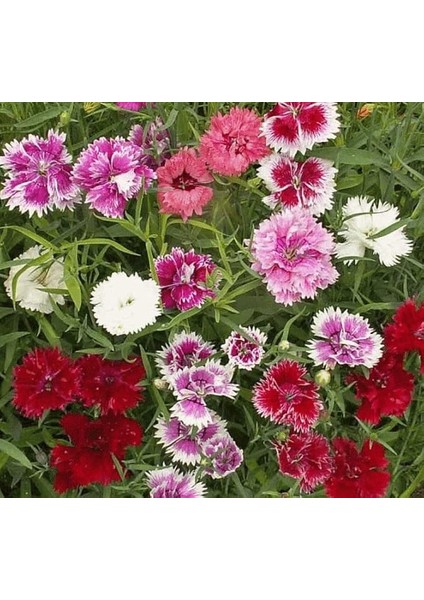 Karışık Kokulu Iri Çin Karanfili F1 Tohumu (10 Tohum)