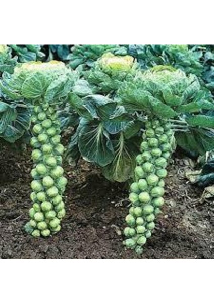 10 Adet Tohum Yerli Bürüksel Lahana Tohumu Süpriz Hediye Tohum Brüksel Lahanası Lahana