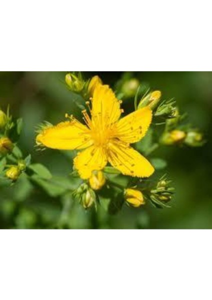 20 Adet Tohum Eko Paket Sarı Kantaron Tohumu Kantaron Tohumu Saksı Toprak Hediymiz